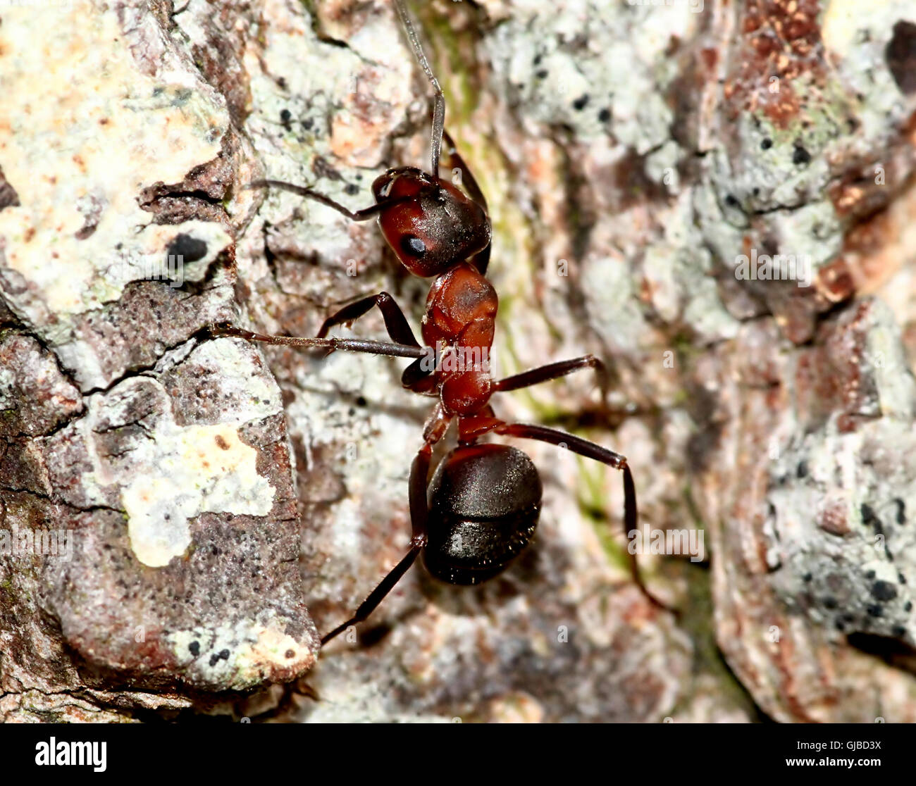 Close-up détaillé d'une fourmi rouge (Formica polyctena Formica rufa) ou sur un arbre Banque D'Images