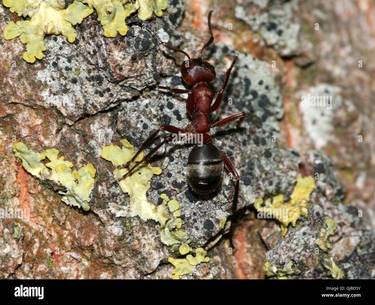 Fourmi rouge européenne (Formica polyctena Formica rufa) ou marcher sur un arbre moussu Banque D'Images