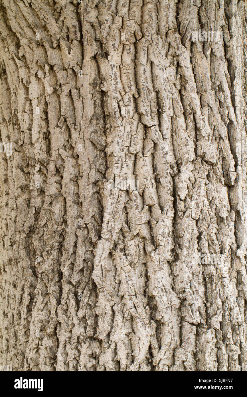 L'écorce d'un arbre ou de texture background Banque D'Images