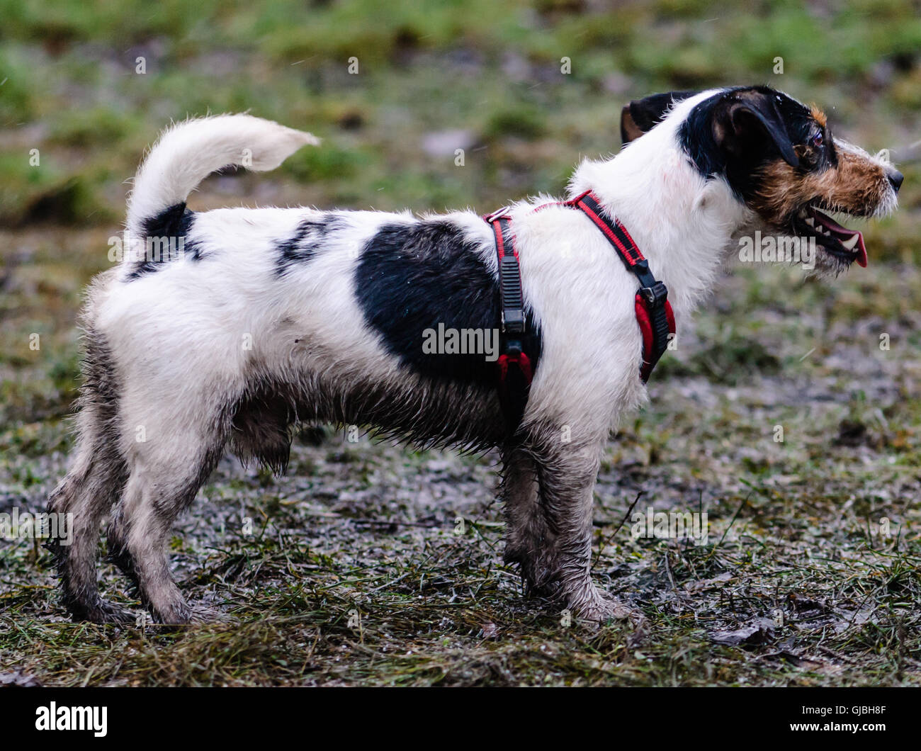 Noir et blanc sale chien marcher dans le mauvais temps Banque D'Images