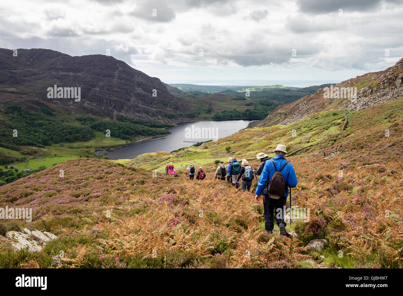 Groupe de randonneurs randonnée à pied du club de Llyn Cwm Bychan dans Rhinog montagnes de Snowdonia National Park (Eryri). Gwynedd, au nord du Pays de Galles, Royaume-Uni, Angleterre Banque D'Images