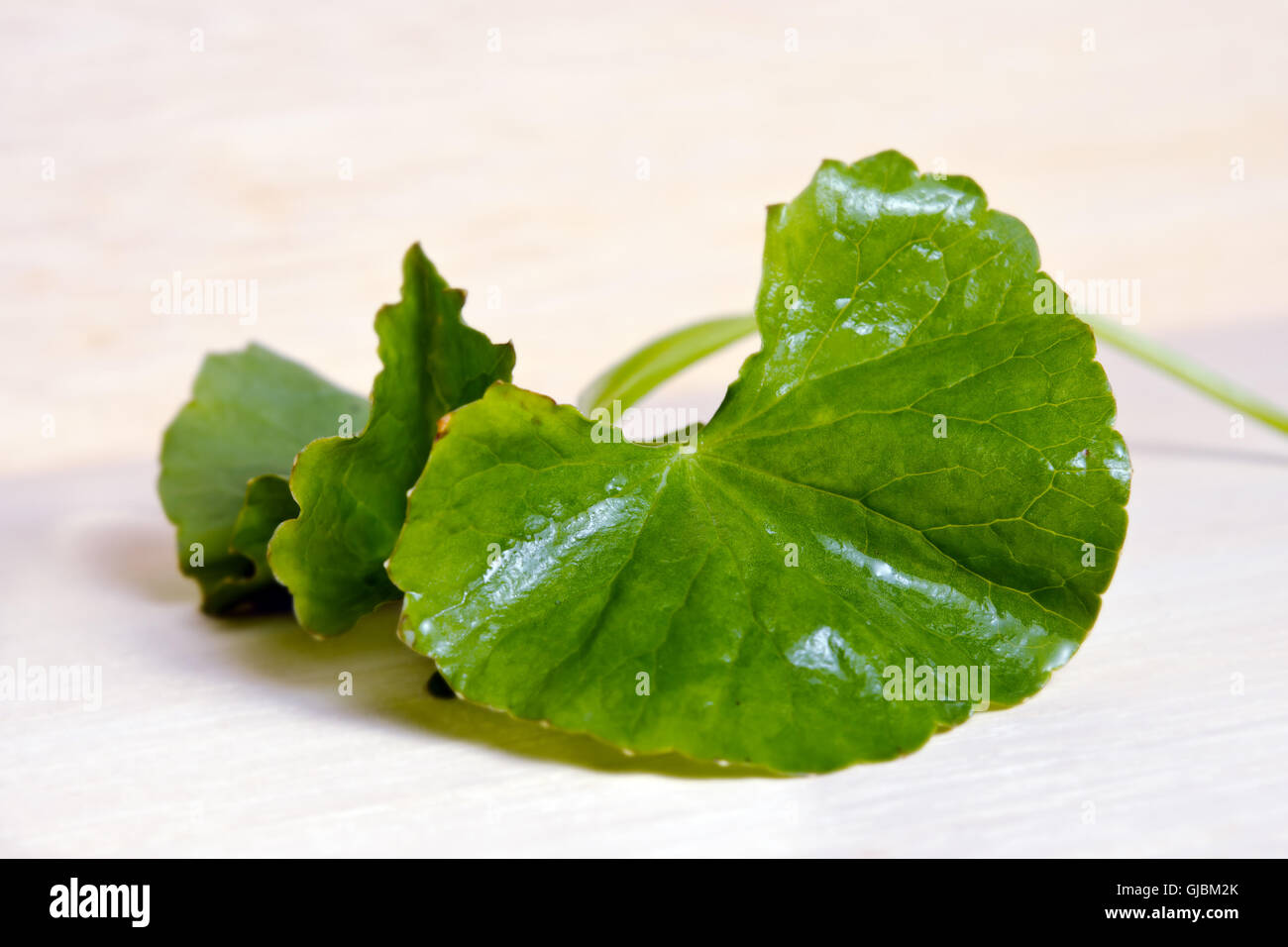 Centella asiatica (aussi appelé Asiatic ombelle, Centella asiatica (Linn.), Urbain, gotu kola, dans Thankuni ayuvera, Indien, B Banque D'Images