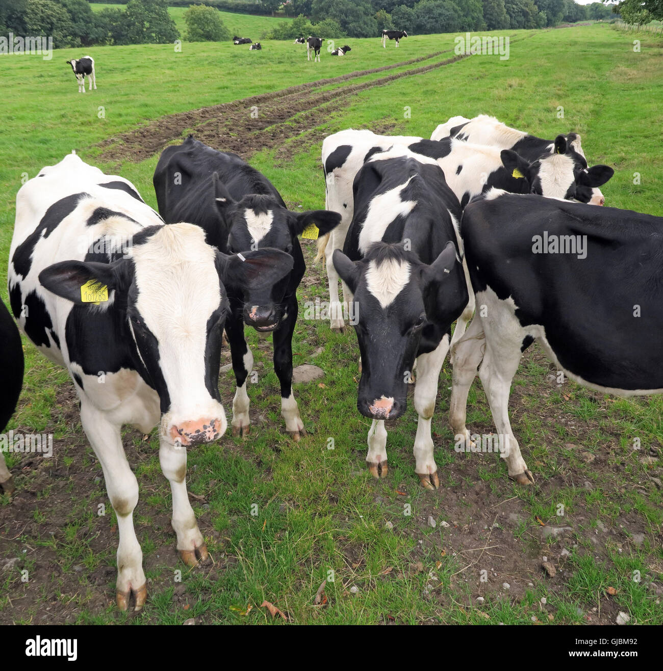 Les bovins, un troupeau de vaches dans un champ de vache, Grappenhall, Cheshire, North West England, UK, WA4 Banque D'Images
