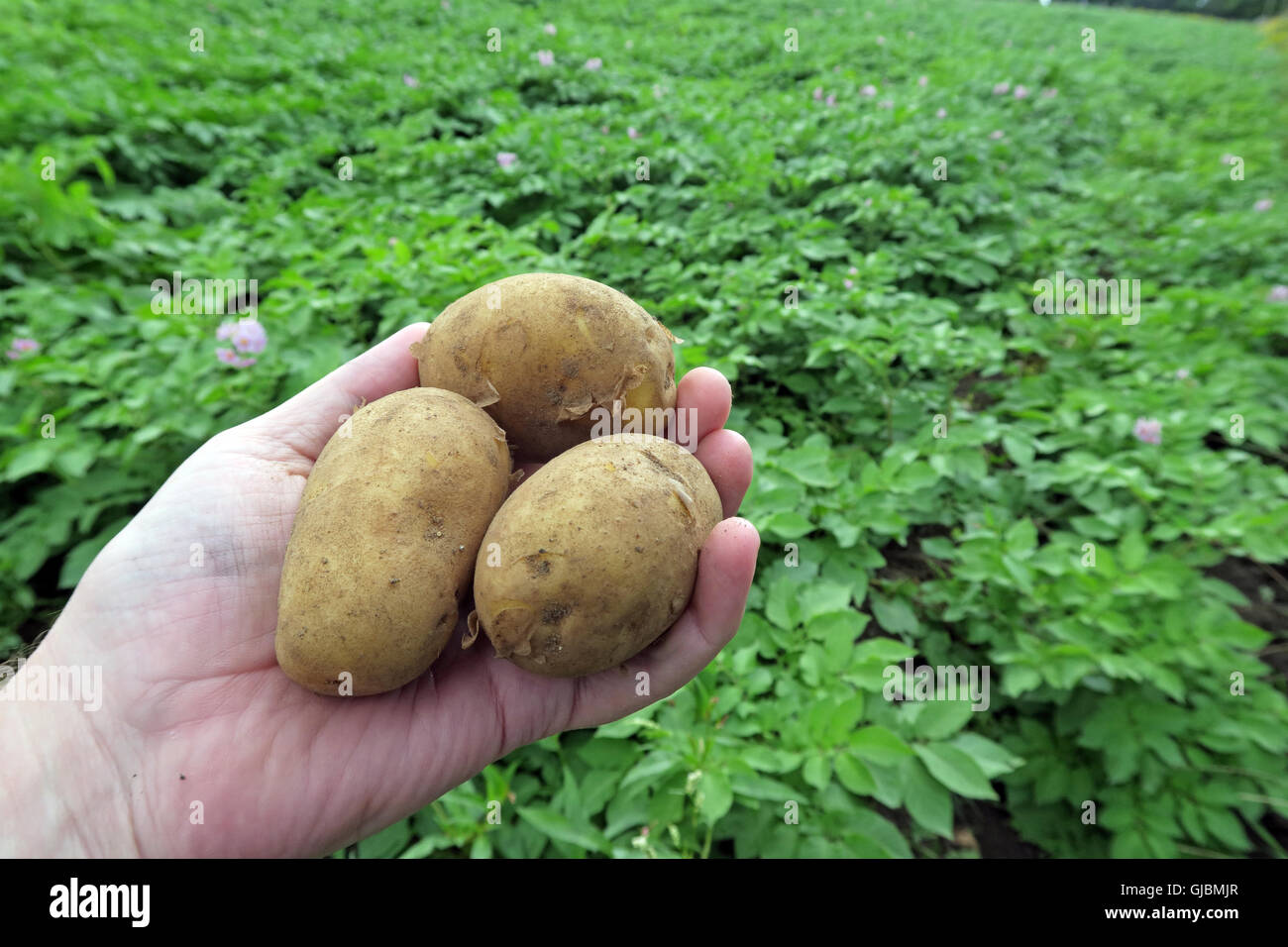 Dans le cas des pommes de terre, les tubercules dans une main, dans la zone de culture de pommes de terre,Cheshire,North West England, UK Banque D'Images