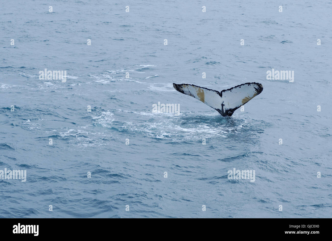 Une baleine à bosse (Megaptera novaeangliae) plonge sa queue exposant la nageoire caudale. Îles Sandwich du Sud, le sud de l'océan. Banque D'Images