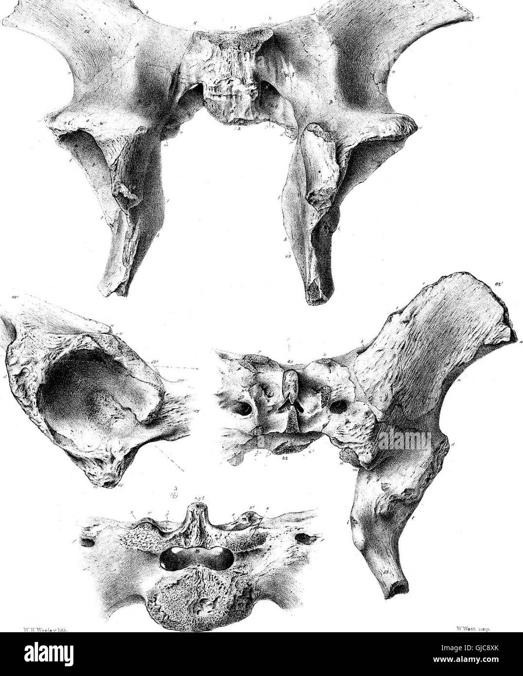 La partie III de cette publication de 1870 traite du Diprotodon australis, un mammifère fossile éteint originaire d'Australie, fournissant un aperçu de sa biologie et de son importance paléontologique. Banque D'Images