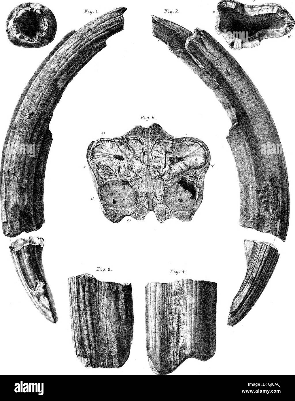 Cet article (1870) détaille la découverte et l'étude du mammifère fossile Diprotodon australis, une espèce éteinte originaire d'Australie, offrant un aperçu de la faune préhistorique. Banque D'Images