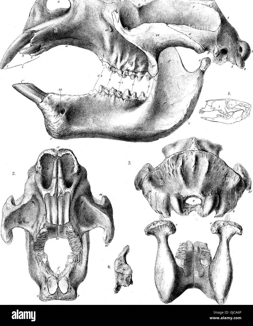 Cet article de 1870 présente la partie III d'une étude sur les mammifères fossiles d'Australie, en se concentrant sur Diprotodon australis, un grand marsupial éteint. L’étude fournit une description détaillée de son anatomie et du rôle qu’elle a joué dans l’écosystème préhistorique australien. Banque D'Images