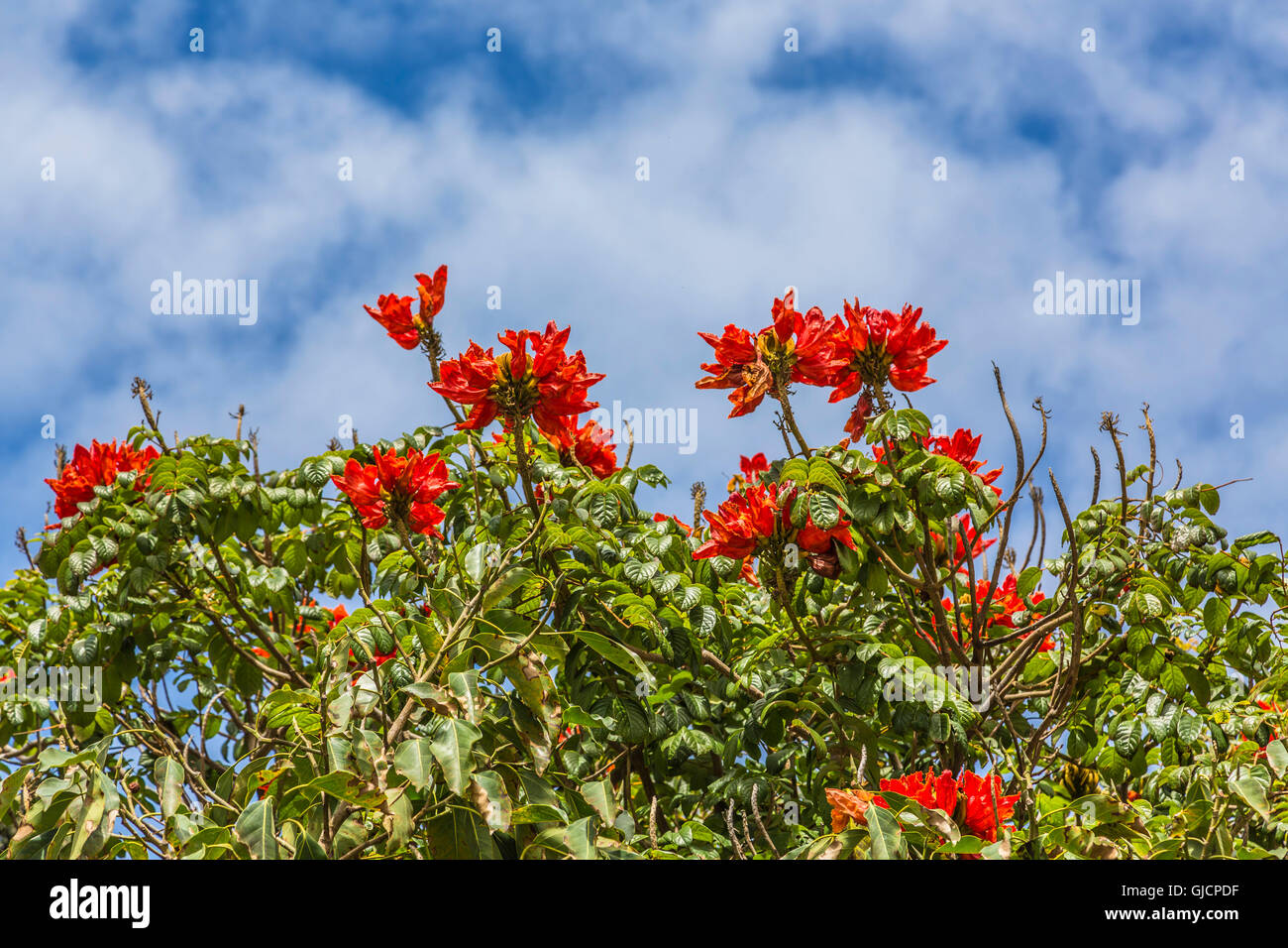 African tulip tree (Spathodea campanulata), Parc Doramas, Las Palma, Gran Canaria, Canaries, Canaries, Espagne, Europe Banque D'Images