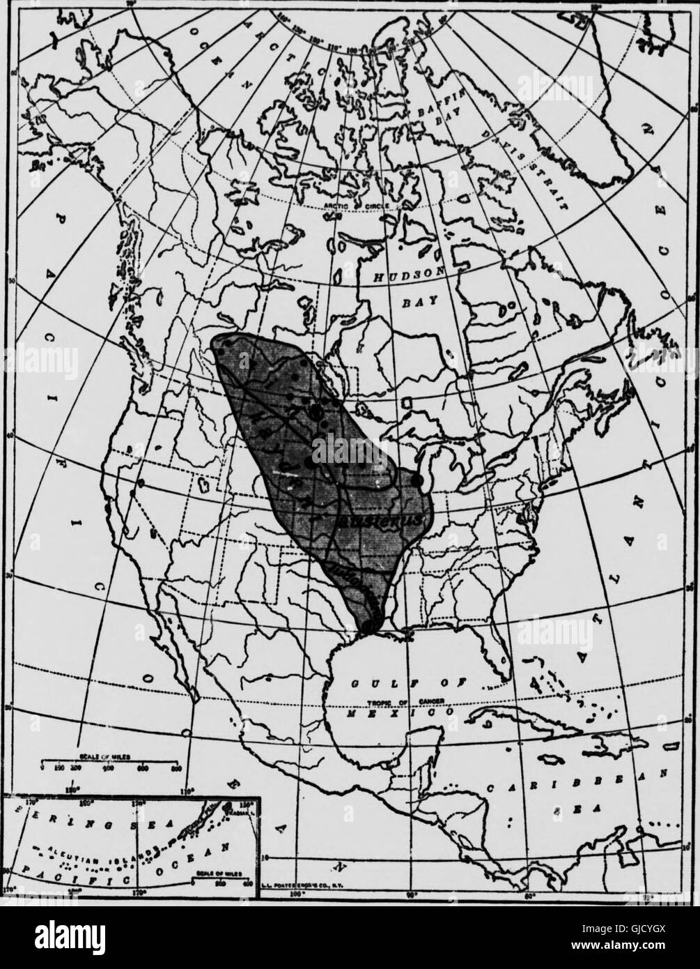 Histoires de vie des animaux du nord (microforme) - un compte des mammifères du Manitoba (1909) Banque D'Images