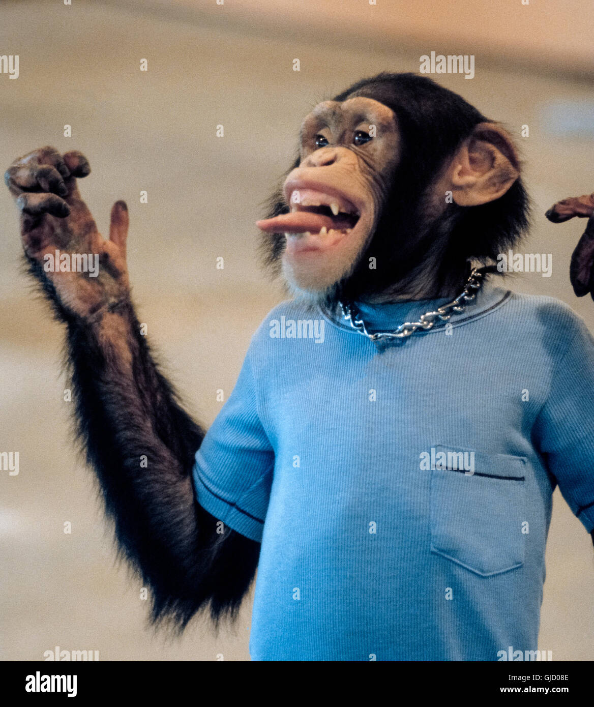 chimpanzee-funny-banque-de-photographies-et-d-images-haute-r-solution