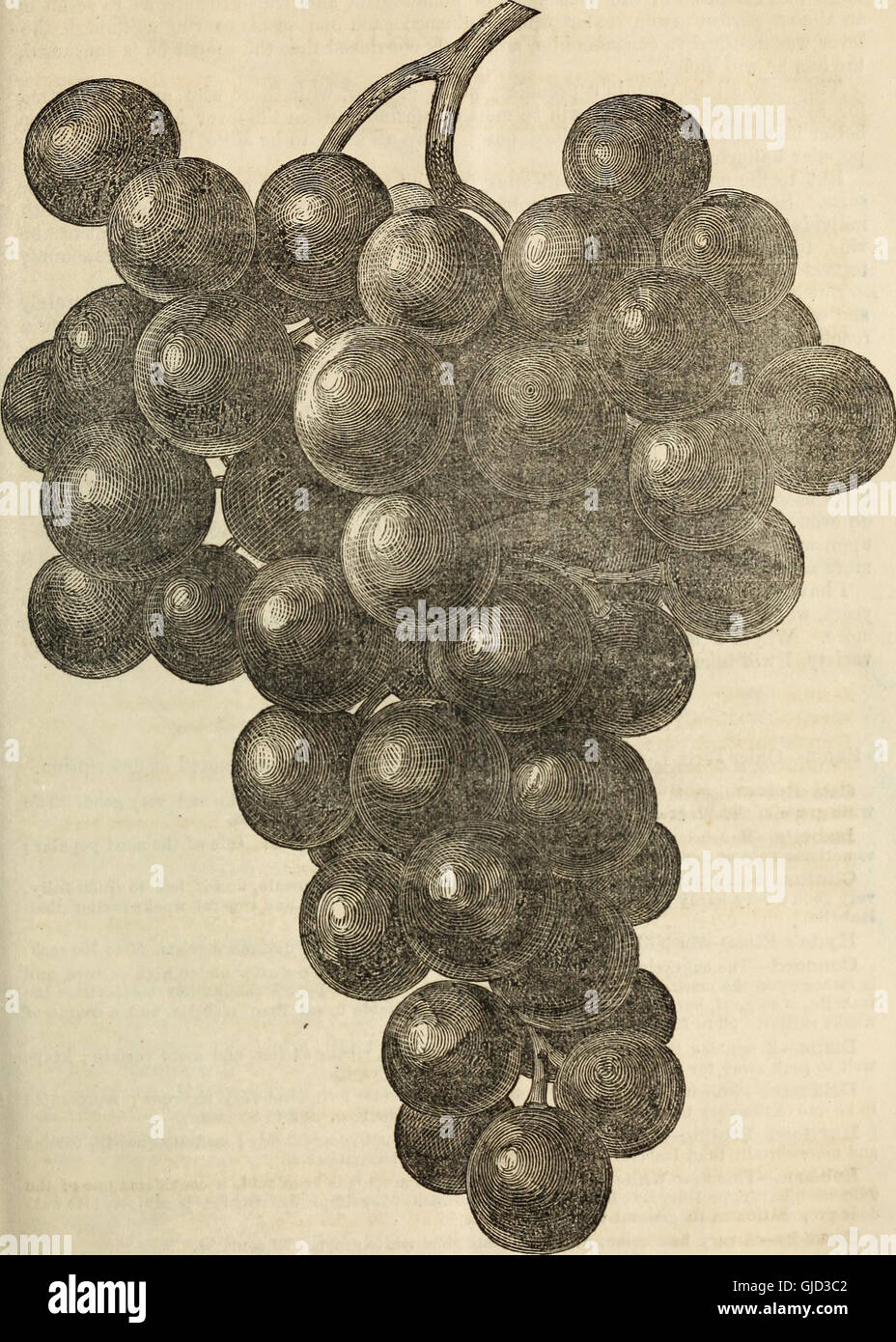 D. Miller, Jr.'s catalogue descriptif des fruits et plantes ornementales (arbres, arbustes, plantes, vignes, &c., &c., cultivée et de la Cumberland pépinières, Middlesex, sur la vallée de Cumberland Banque D'Images