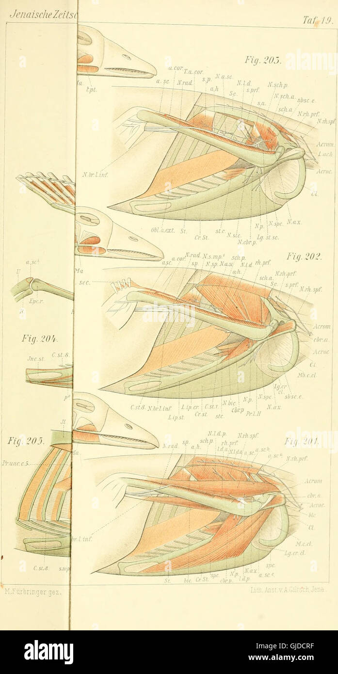Un travail de 1902 sur l'anatomie comparée, en se concentrant spécifiquement sur l'appareil pectoral de l'épaule et les muscles de l'épaule, en étudiant diverses espèces et leurs différences anatomiques. Banque D'Images