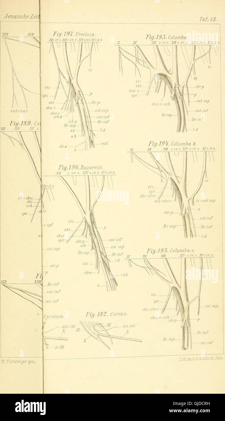 *Zur vergleichenden anatomie des Brustschulterapparates und der Schultermuskeln* (1902) est une étude anatomique allemande qui se concentre sur l'anatomie comparée de l'appareil pectoral de l'épaule et des muscles de l'épaule, offrant un aperçu de l'anatomie humaine et animale. Banque D'Images