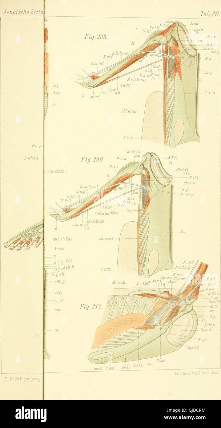 Les travaux de 1902 sur l'anatomie comparée de la ceinture pectorale et des muscles de l'épaule. Il fournit une étude détaillée des structures anatomiques et musculature de l'épaule chez diverses espèces, comparant l'anatomie de l'épaule humaine et animale en profondeur. Banque D'Images
