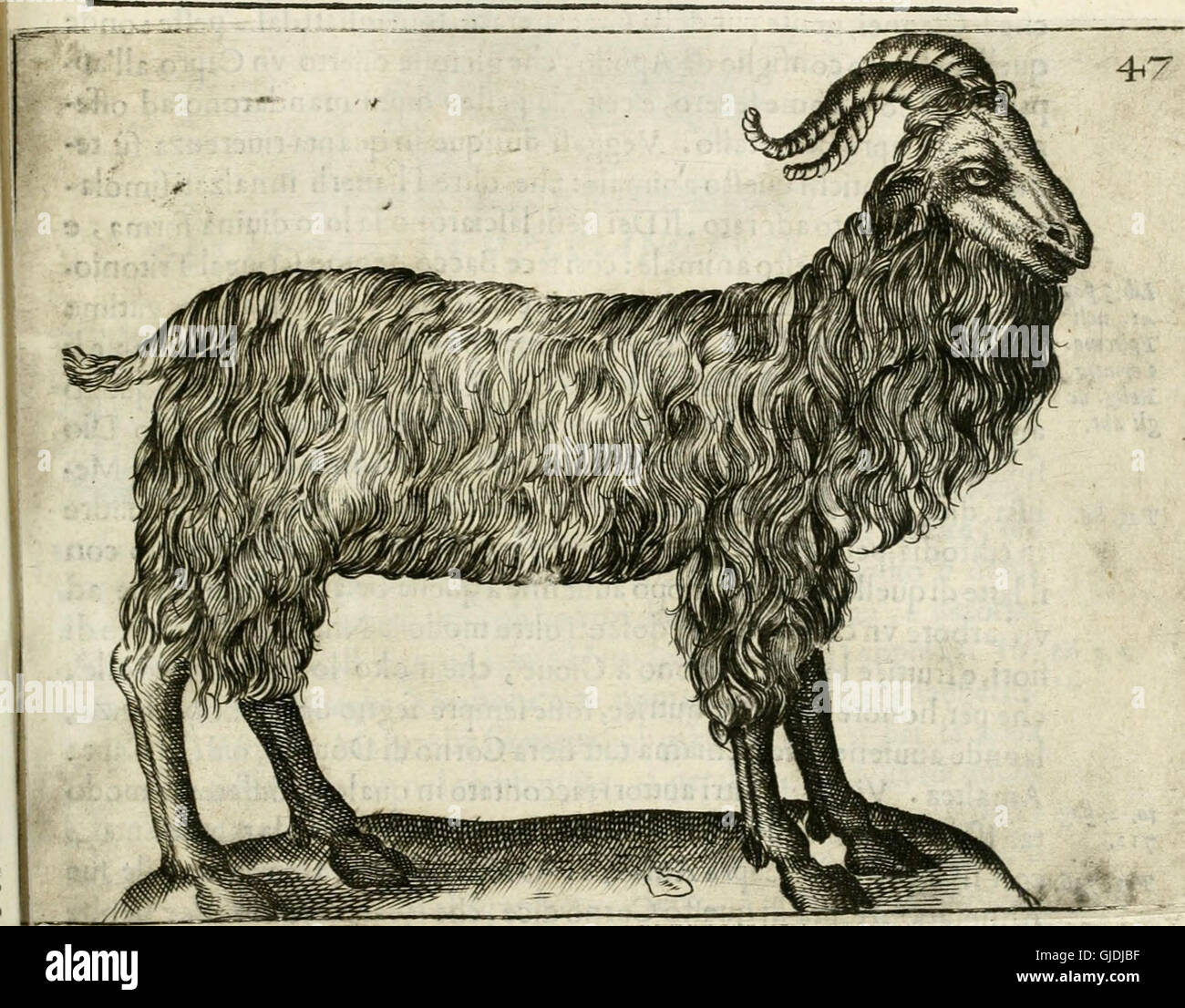 Remarque, overo, Memorie del mvseo di Lodovico Moscardo (1656) Banque D'Images