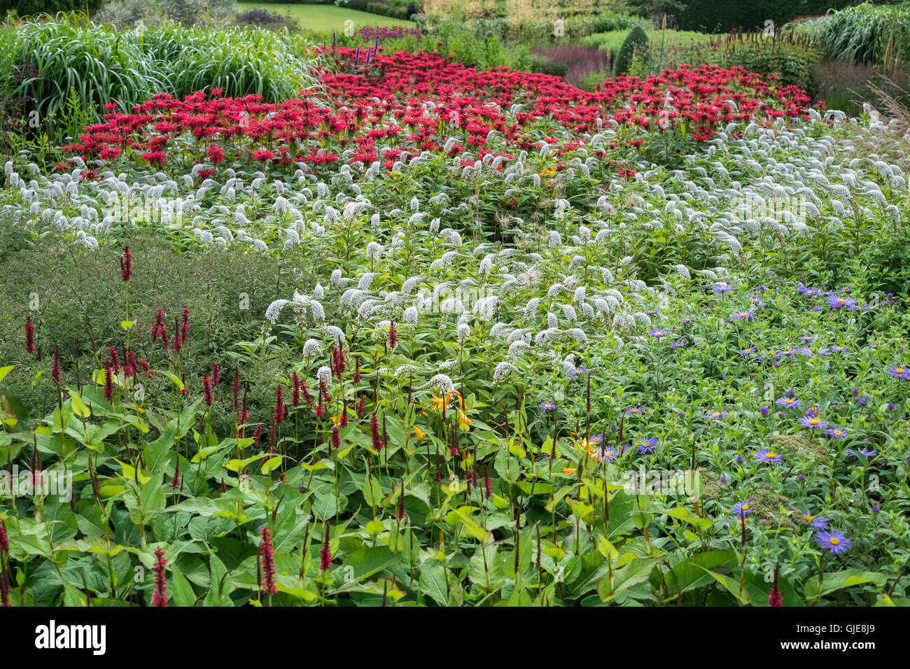 Plantes vivaces en pleine gloire d'été, RHS garden Harlow Carr, Harrogate, Royaume-Uni Banque D'Images
