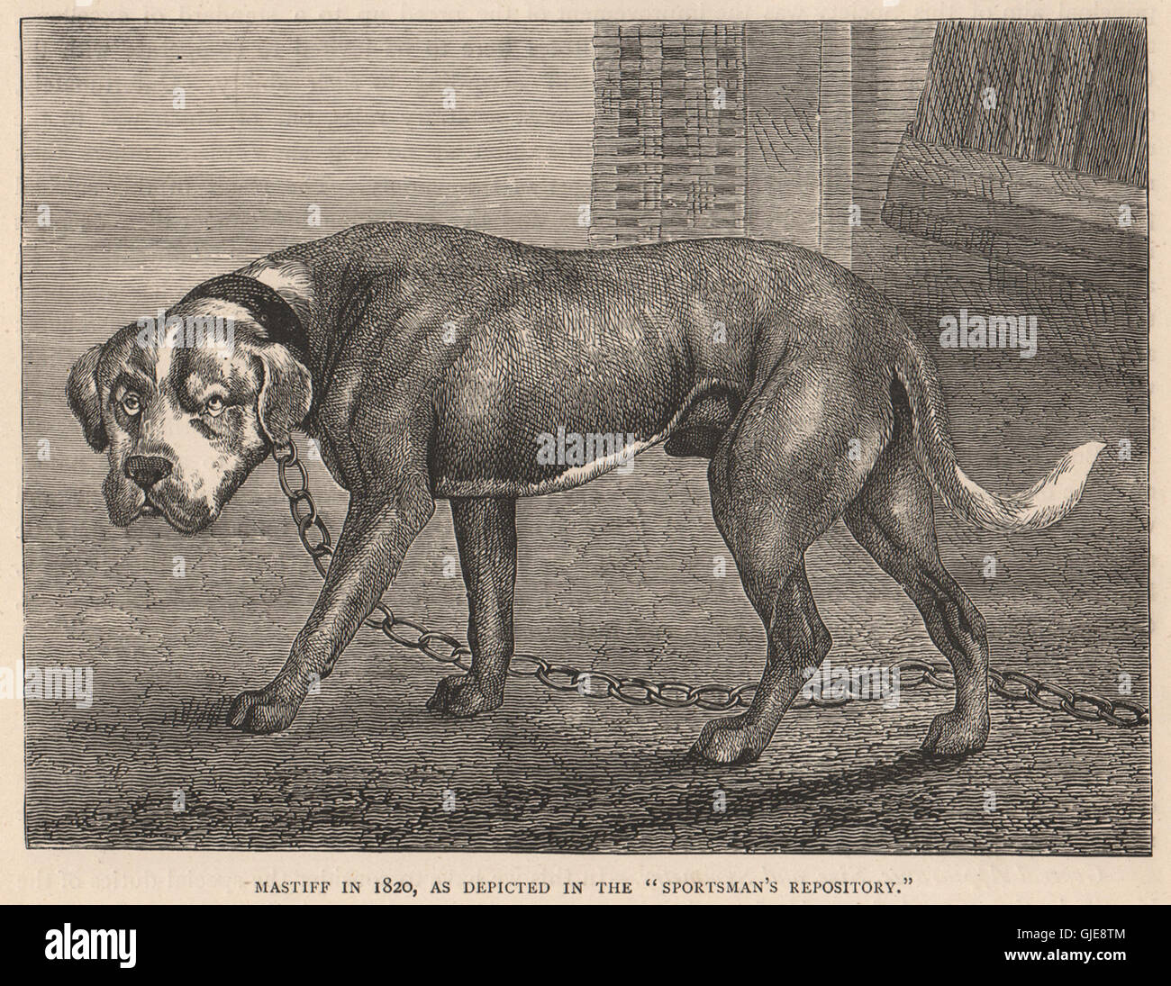 Les CHIENS. Mastiff en 1820, tel que décrit dans le référentiel du 'Sportsman', 1881 imprimer Banque D'Images