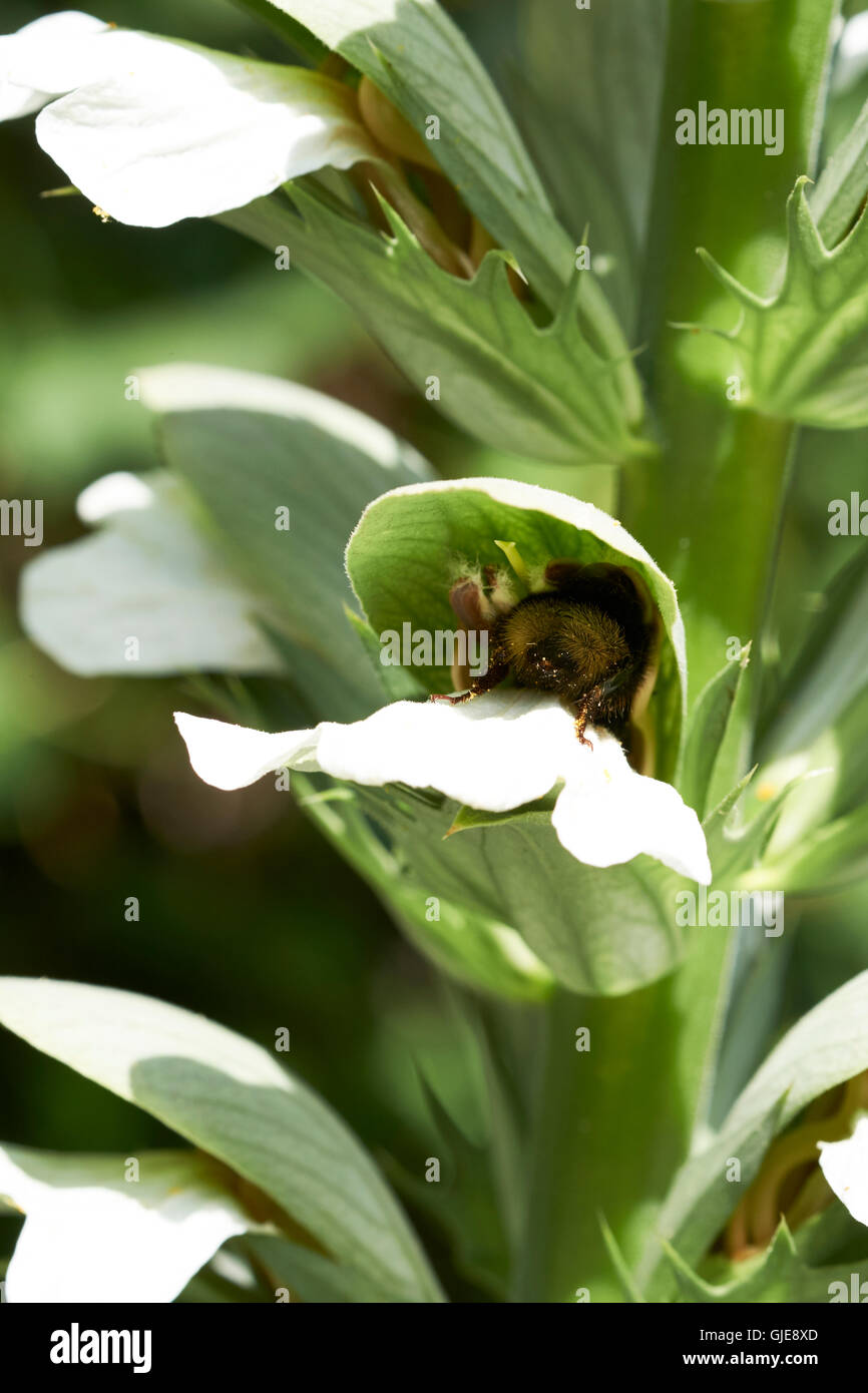 Buff-Tailed de bourdons (Bombus terrestris) recueillir le nectar des fleurs d'acanthe spinosus Acanthus (plante de jardin), au Royaume-Uni. Banque D'Images