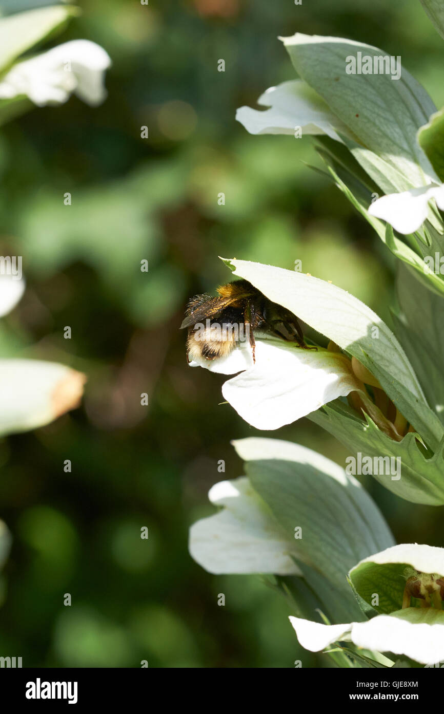 Buff-Tailed de bourdons (Bombus terrestris) recueillir le nectar des fleurs d'acanthe spinosus Acanthus (plante de jardin), au Royaume-Uni. Banque D'Images