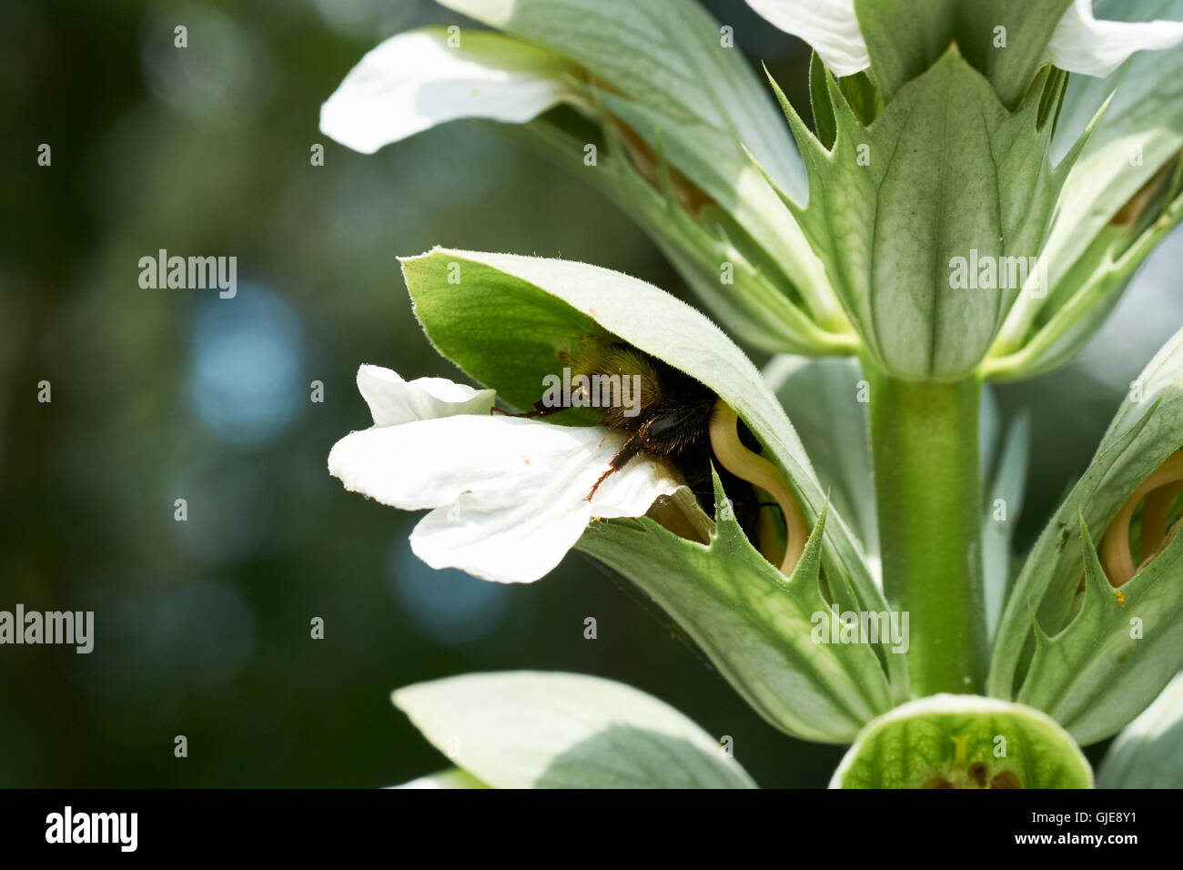 Buff-Tailed de bourdons (Bombus terrestris) recueillir le nectar des fleurs d'acanthe spinosus Acanthus (plante de jardin), au Royaume-Uni. Banque D'Images
