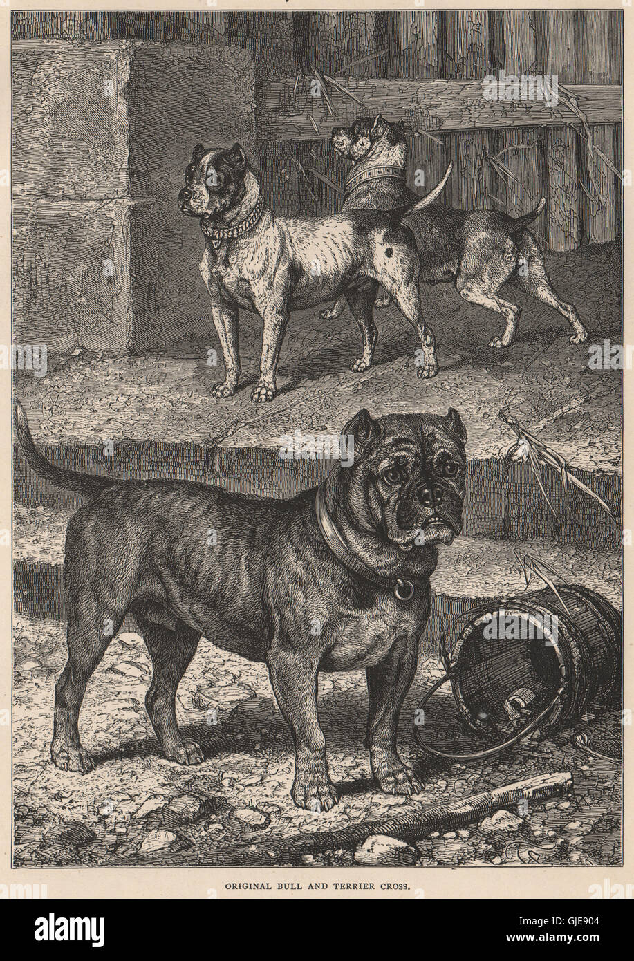 Les CHIENS. Bull Terrier Origine et cross, antique print 1881 Banque D'Images