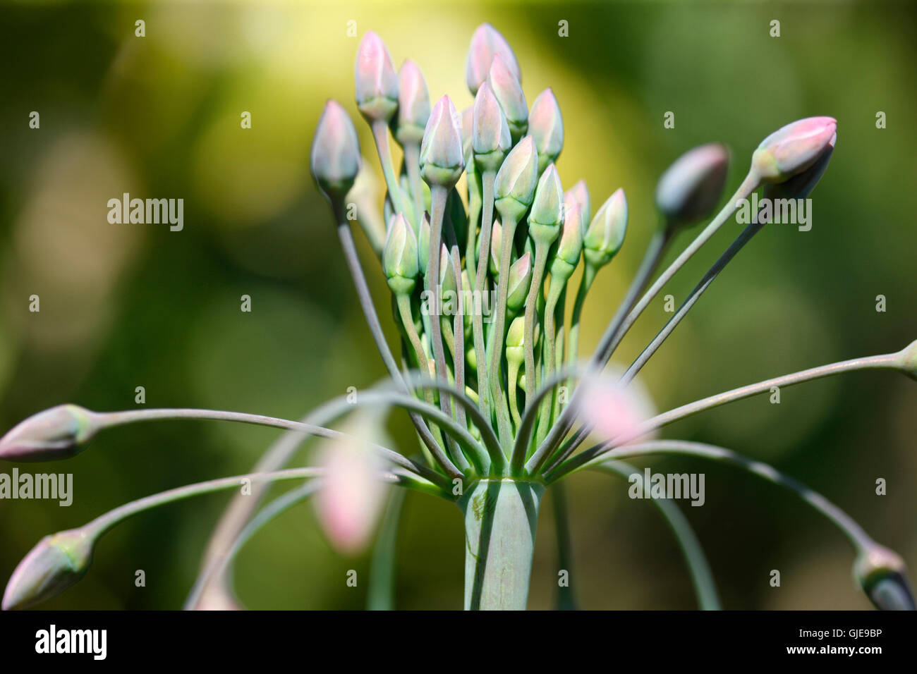 Nectaroscordum siculum - jardin sauvage bourgeons sensibles débordant d'énergie de la nature Photographie Jane Ann Butler JABP1564 Banque D'Images