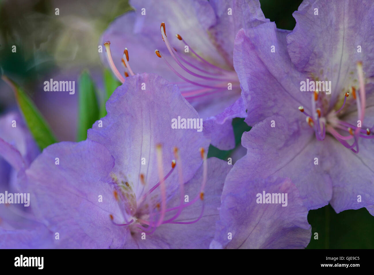 Violet azalea Banque de photographies et d'images à haute résolution - Alamy