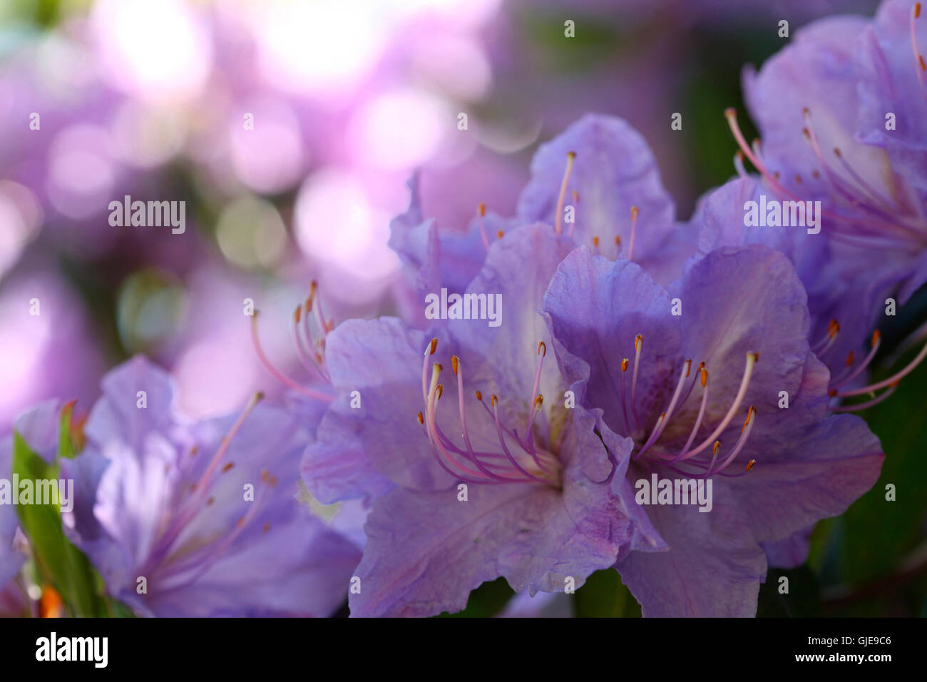 Violet azalea Banque de photographies et d'images à haute résolution - Alamy