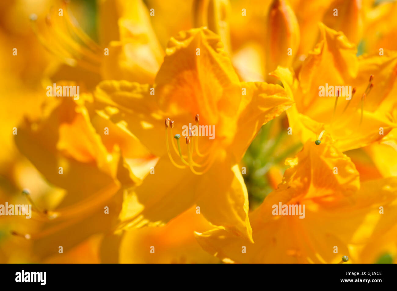 Belle floraison jaune au printemps azalées Jane Ann Butler Photography JABP1572 Banque D'Images