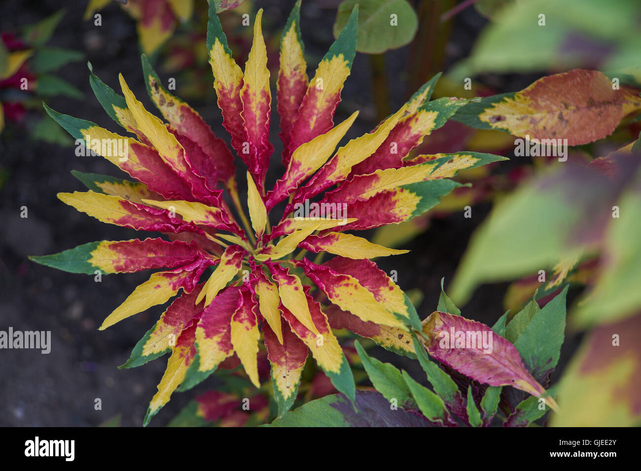 Joseph's coat Amaranthus tricolor usine tandaljo tandalja tampala perfecta bhaji callaloo Banque D'Images