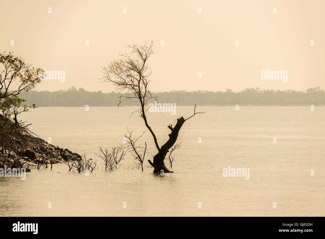 La fin de l'après-midi dans le parc national des Sundarbans, West Bengal, India Banque D'Images