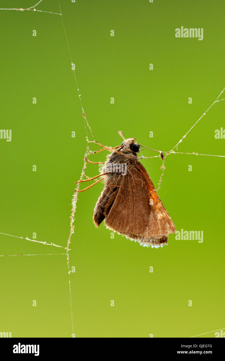 Orb marbré-Weaver (Araneus marmoreus) Skipper butterfly capturés en web, Grand Sudbury, Ontario, Canada Banque D'Images