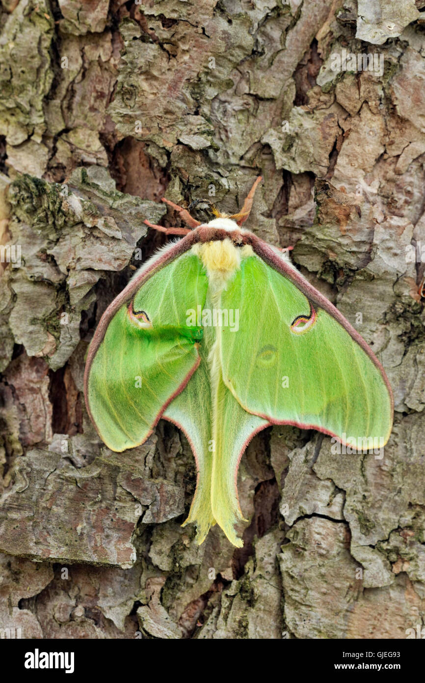 Luna moth (Actias luna) Spécimen de vieillissement, le Grand Sudbury, Ontario, Canada Banque D'Images