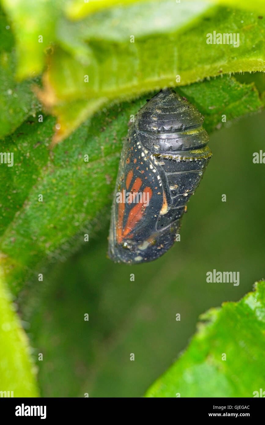 Le monarque (Danaus plexippus) Chrysalis sur le point d'éclore un adulte, Grand Sudbury, Ontario, Canada Banque D'Images