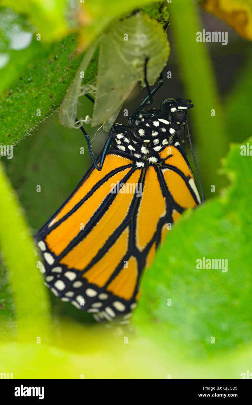 Le monarque (Danaus plexippus) adultes nouvellement émergés dans le concombre patch, Grand Sudbury, Ontario, Canada Banque D'Images