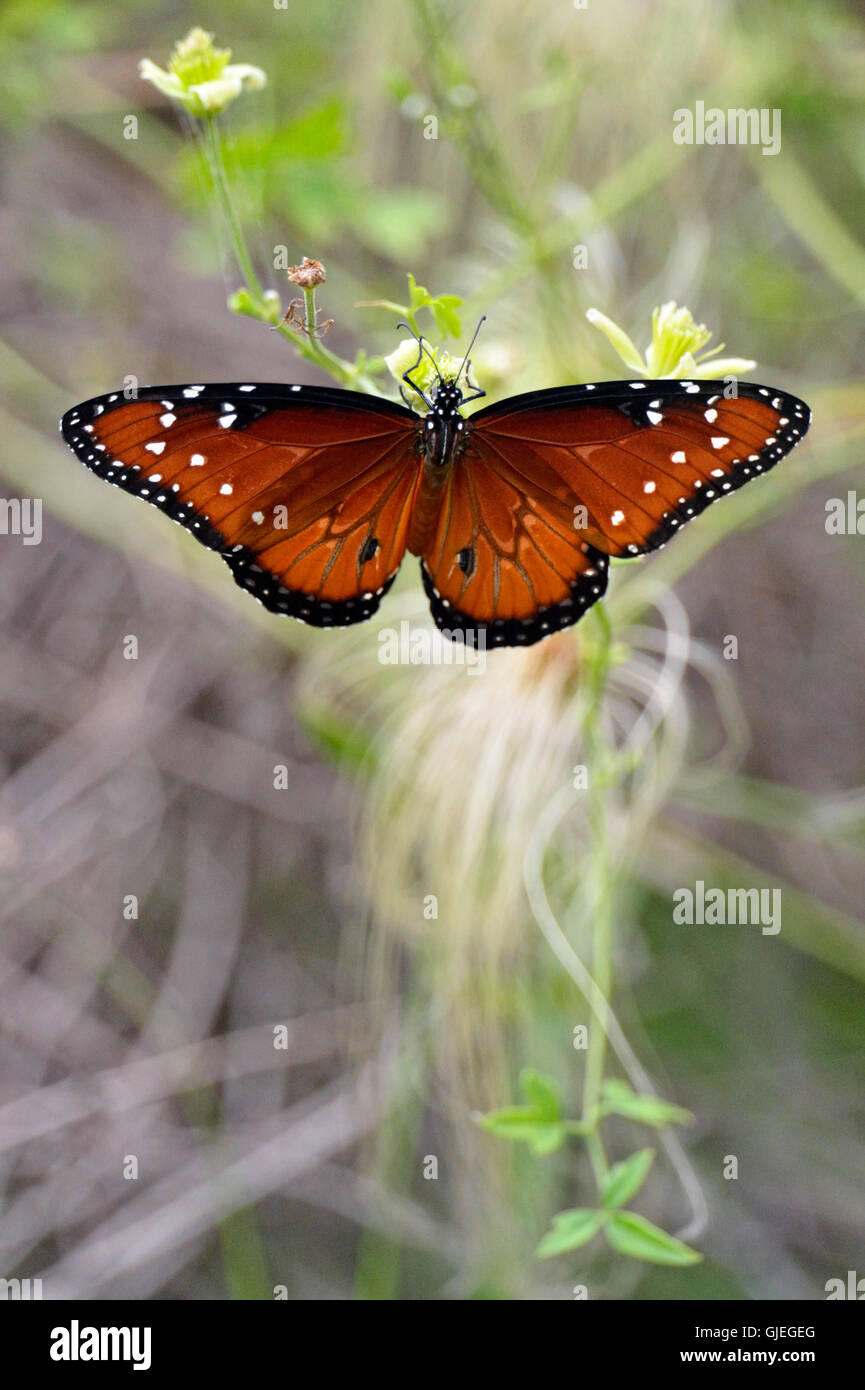 Papillon Danaus gilippus (Queen), Rio Grande City, Texas, États-Unis Banque D'Images