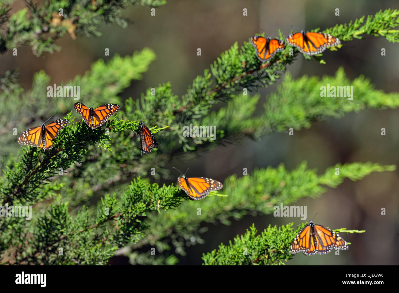 Monarque (Danaus plexippus) colonie d'hiver se percher dans l'arbre d'eucalyptus, Pismo Beach State Park, Californie, USA Banque D'Images Monarque (Danaus plexippus) colonie d'hiver se percher dans l'arbre d'eucalyptus, Pismo Beach State Park, Californie, USA Banque D'Images