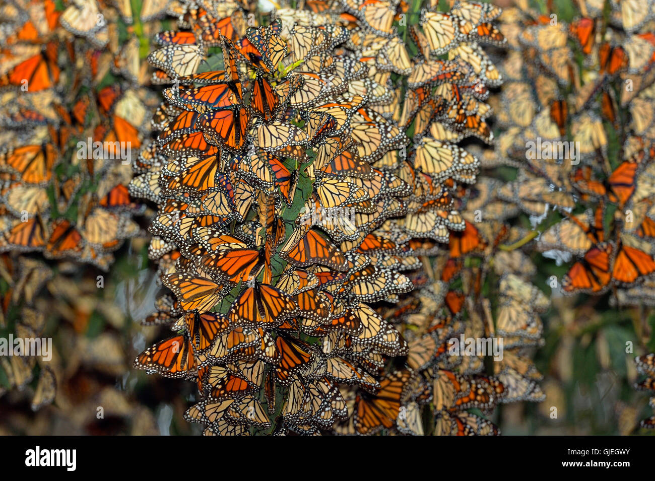 Monarque (Danaus plexippus) colonie d'hiver se percher dans l'arbre d'eucalyptus, Pismo Beach State Park, Californie, USA Banque D'Images Monarque (Danaus plexippus) colonie d'hiver se percher dans l'arbre d'eucalyptus, Pismo Beach State Park, Californie, USA Banque D'Images