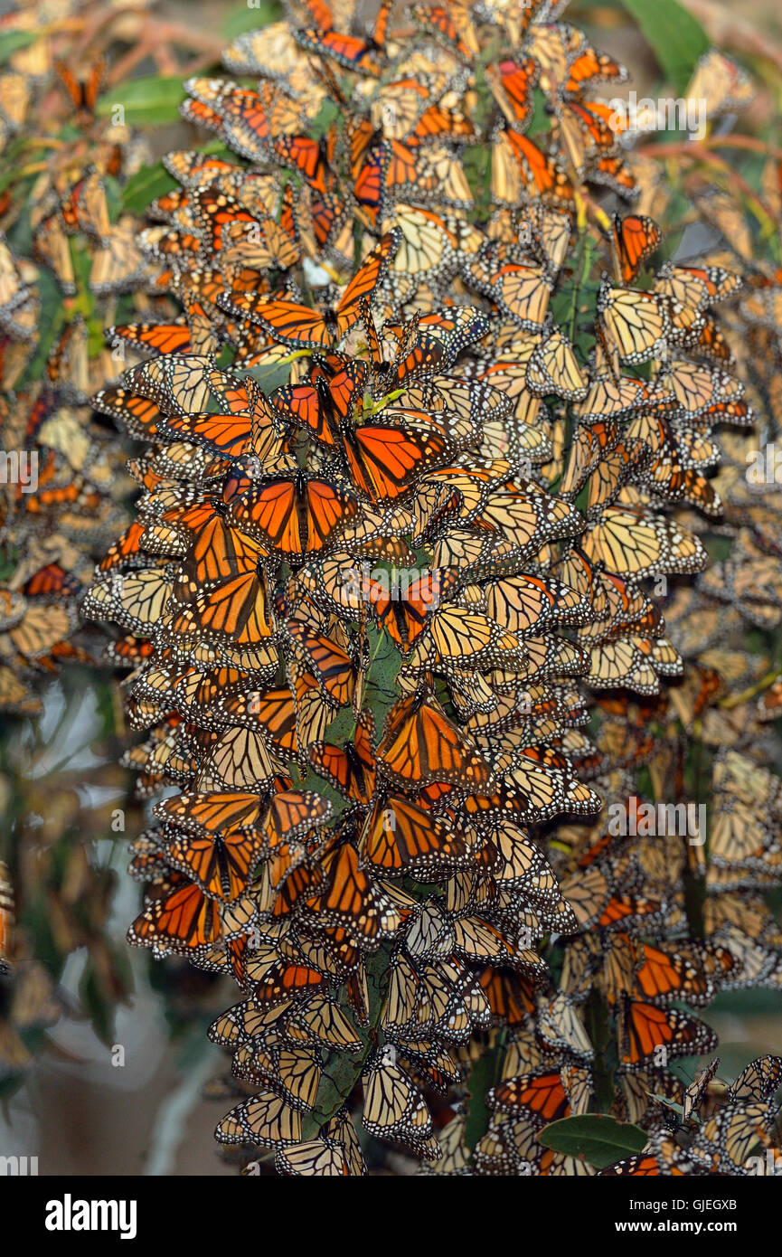 Monarque (Danaus plexippus) colonie d'hiver se percher dans l'arbre d'eucalyptus, Pismo Beach State Park, Californie, USA Banque D'Images Monarque (Danaus plexippus) colonie d'hiver se percher dans l'arbre d'eucalyptus, Pismo Beach State Park, Californie, USA Banque D'Images
