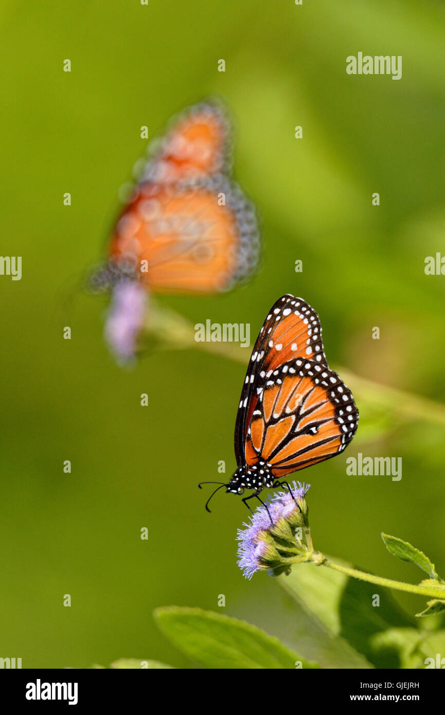 Papillon Danaus gilippus (Queen), Édimbourg Scenic Zones Humides, Texas, États-Unis Banque D'Images
