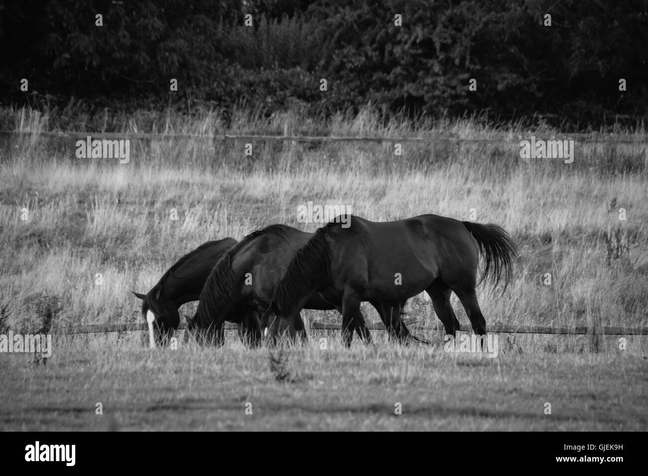 Image en noir et blanc trois chevaux de manger dans un champ Banque D'Images