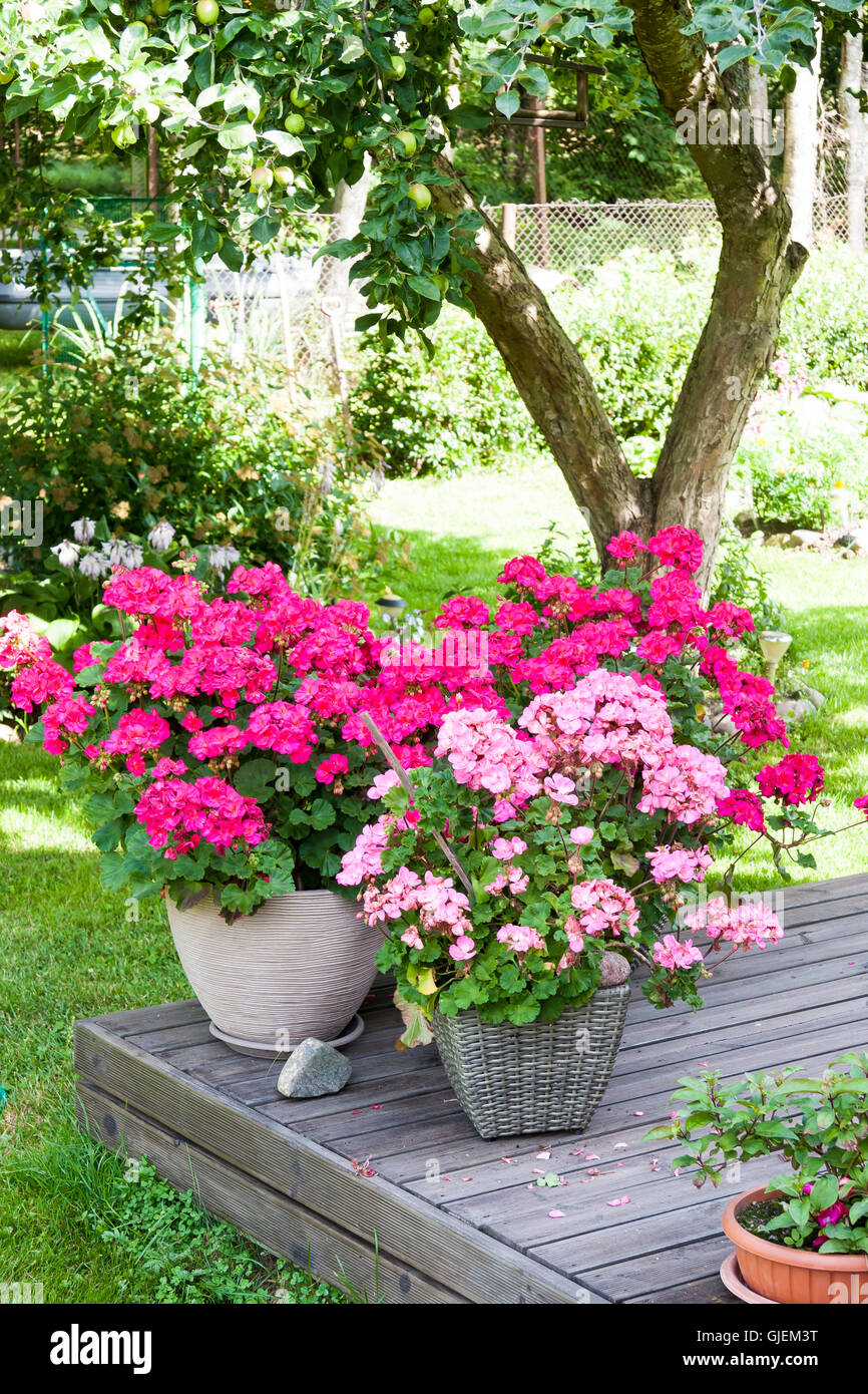 De nombreuses grandes fleurs rose pelargonia en fleurs Banque D'Images