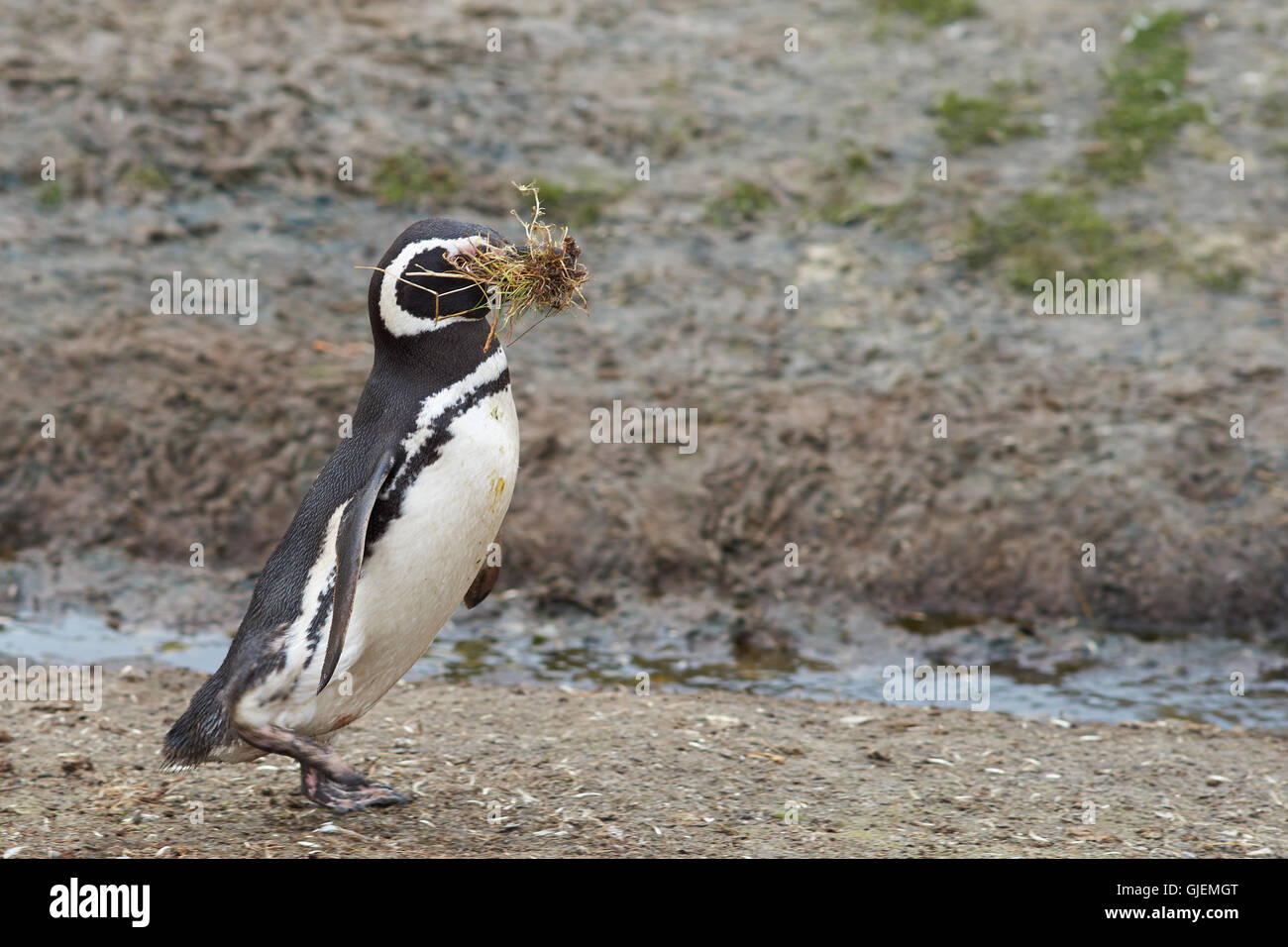 Manchot de Magellan (Spheniscus magellanicus) transportant le matériel du nid à son terrier au point de bénévolat dans les îles Falkland. Banque D'Images