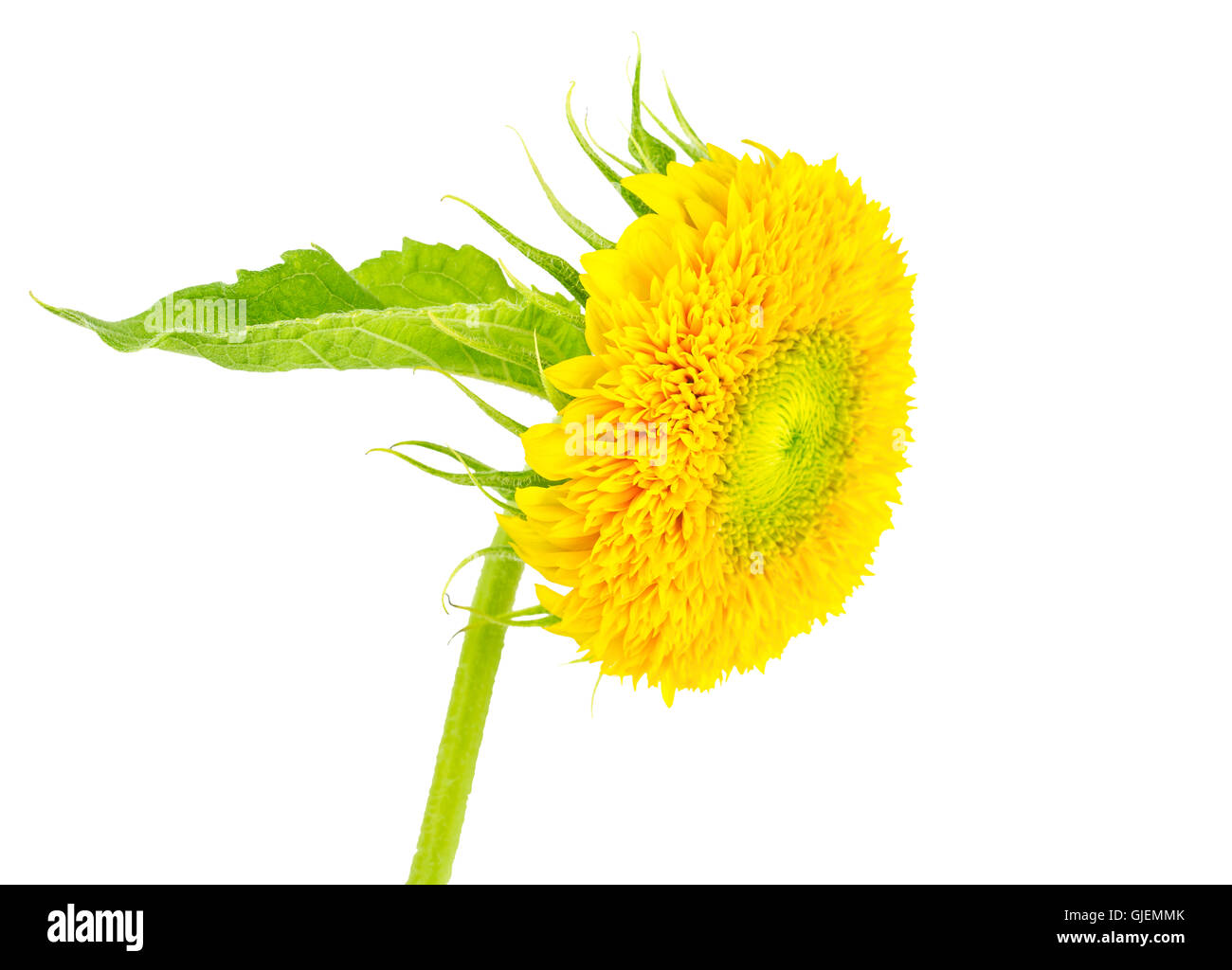 Side view close-up de tournesol jaune avec la leaf. Isolated on white Banque D'Images