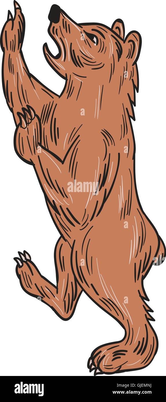 Style croquis dessin illustration d'un ours noir, Ursus americanus, un ours de taille moyenne originaire d'Amérique du Nord vu du côté caracolant sur fond blanc isolé. Illustration de Vecteur