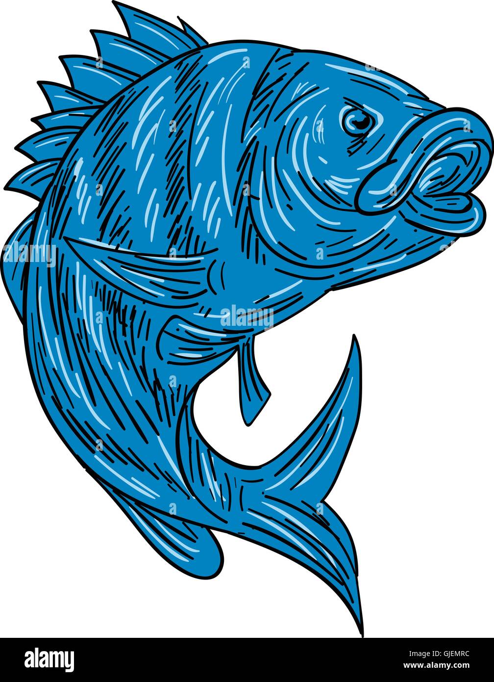 Croquis dessin illustration d'un style sheepshead (Archosargus probatocephalus) un poisson marin situé sur fond blanc isolé. Illustration de Vecteur