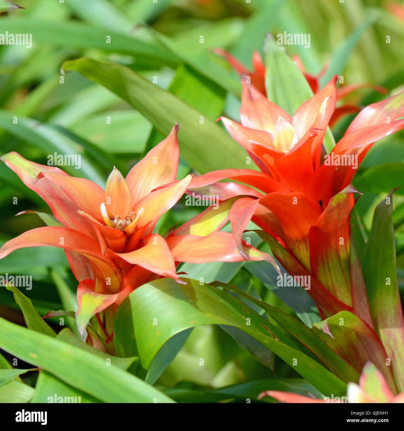Le bromélia ou URN Plant (Aechmea fasciata) genre de plantes locales au Brésil. Banque D'Images