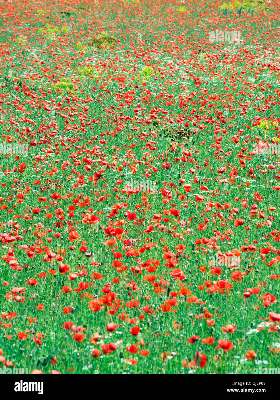 Champ de coquelicots Luberon Provence France Banque D'Images