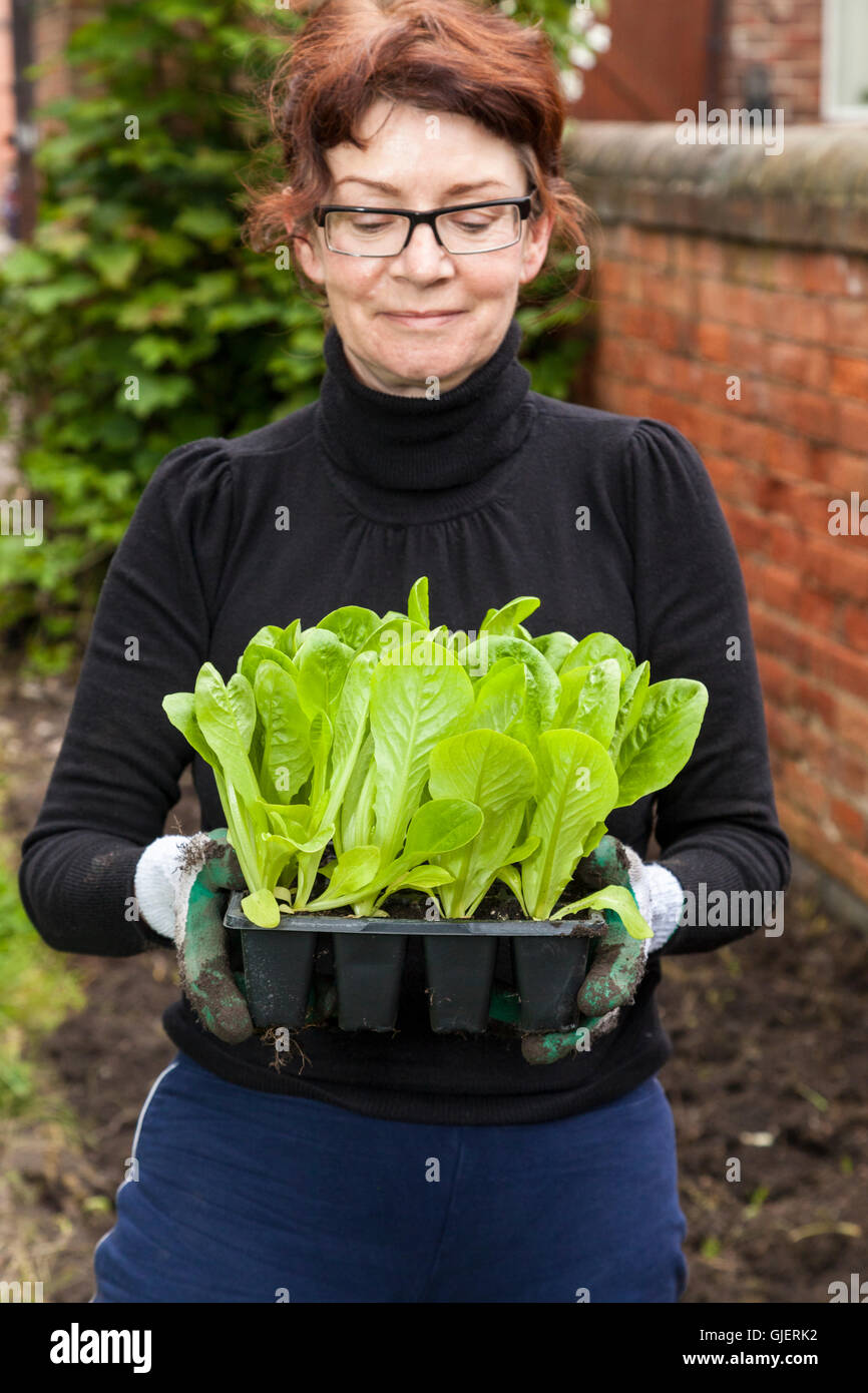 Les plants de laitue. Femme avec un plateau de jeunes laitues dans un bac prêts pour la plantation dans un jardin ou d'attribution, England, UK Banque D'Images